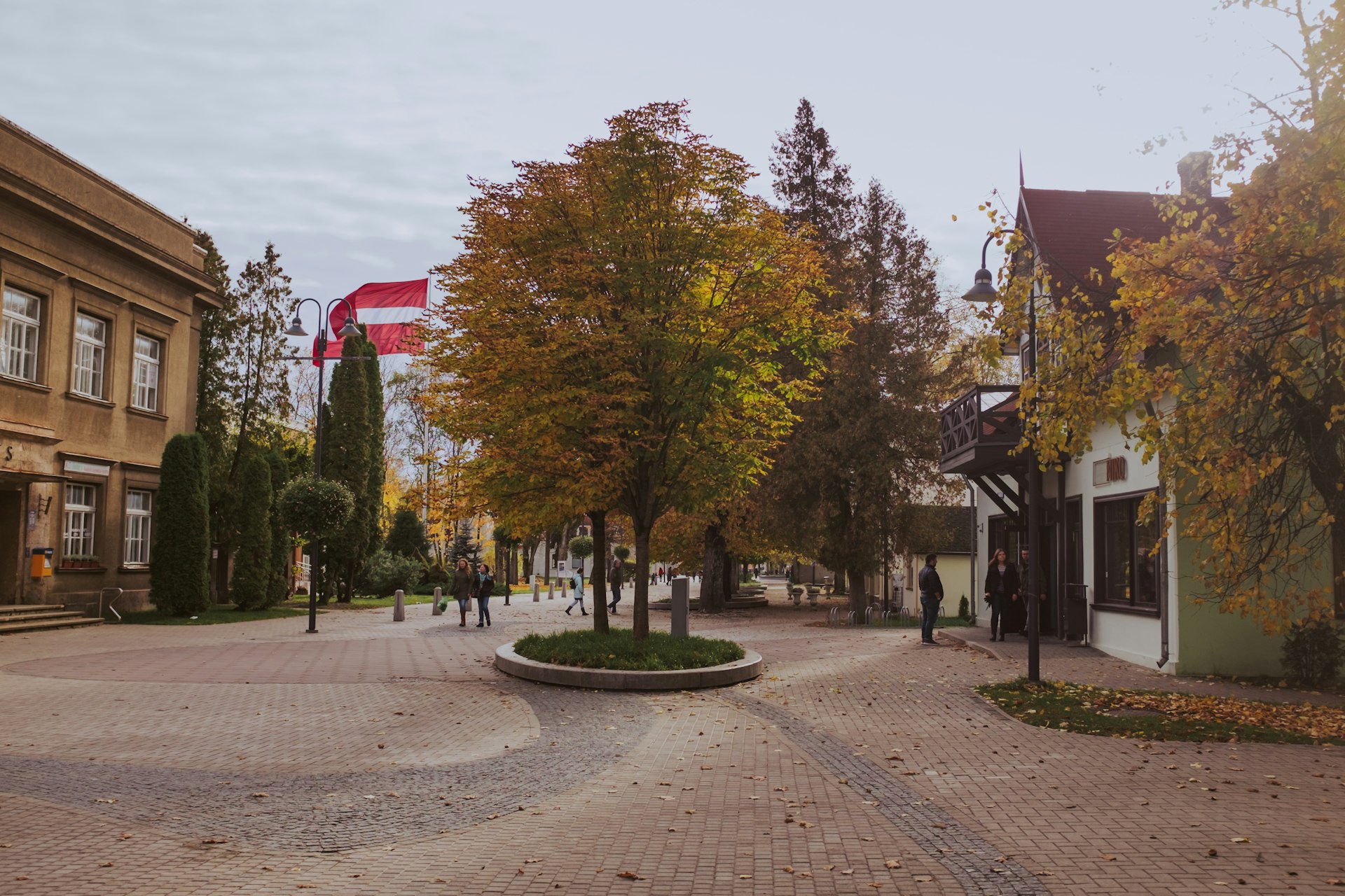green and yellow trees on park during daytime